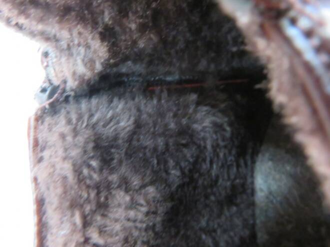 Botki Damskie F2007B JEDEN 37-42 3