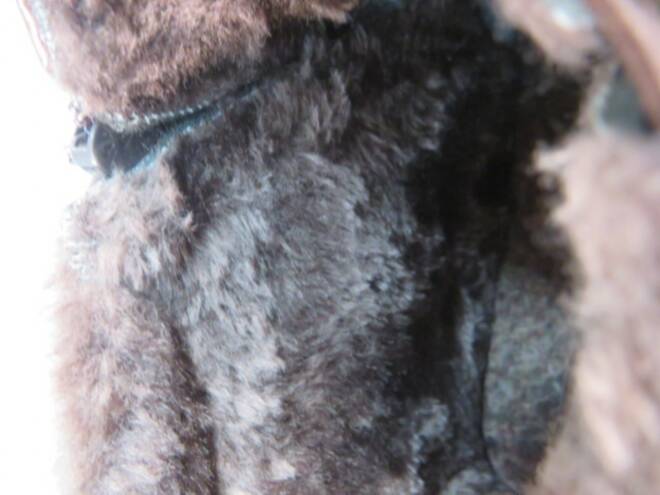 Botki Damskie F2006B JEDEN 37-42 3