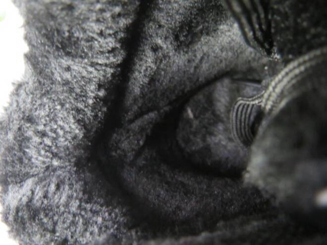 Botki Damskie KF01-1 BLACK 36-42 3