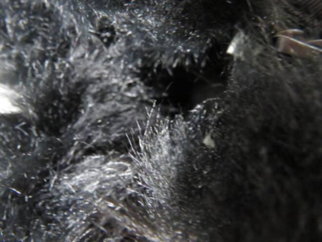 Botki Damskie Q99 BLACK 36-41 3